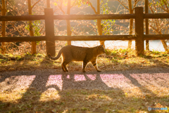 ねこ　その４９０