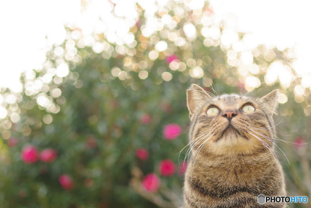 ねこ　その３８２