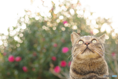 ねこ　その３８２