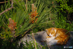 ねこ　その５９８