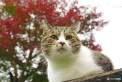 ねこ　その３６９