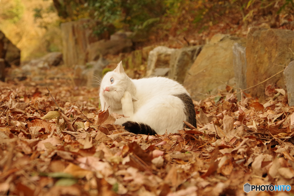 ねこ　その４５３