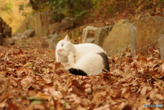 ねこ　その４５３