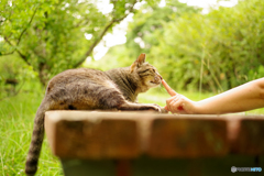 ねこ　その１８５