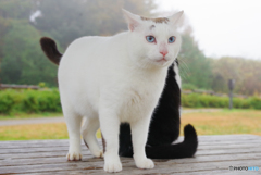 ねこ　その３９８