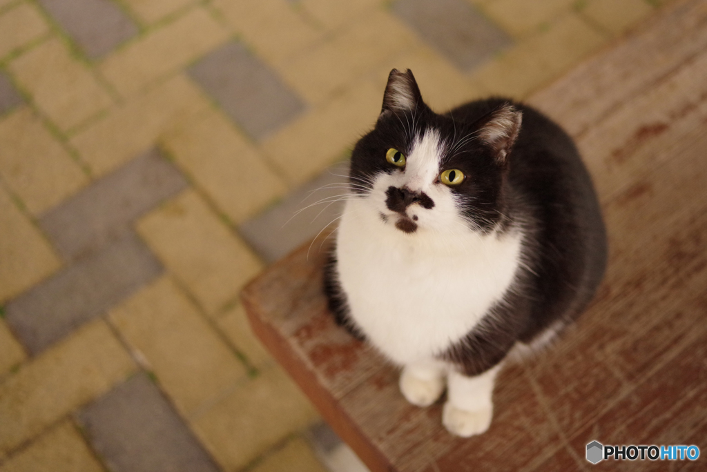 ねこ　その４８３