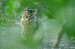 ねこ　その３３