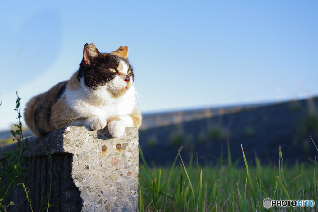 ねこ　その９６９
