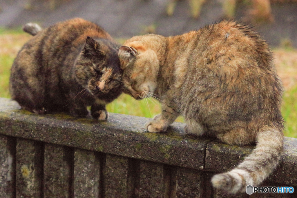 ねこ　その１０１５