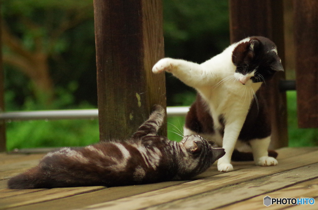 ねこ　その１３８