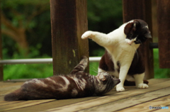 ねこ　その１３８