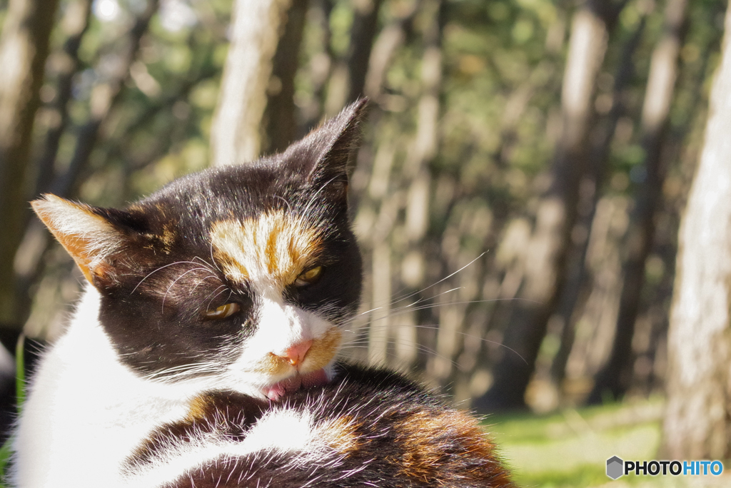 ねこ　その１０５０