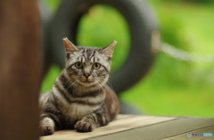 ねこ　その１３９