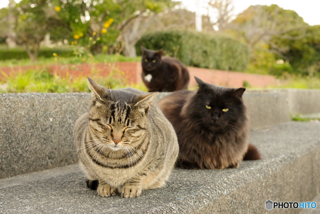 ねこ　その１０３３