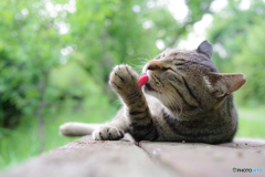 ねこ　その１８６