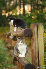 ねこ　その４２８