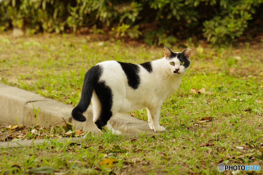 ねこ　その８２９