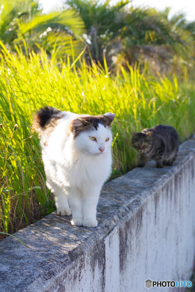 ねこ　その９５６