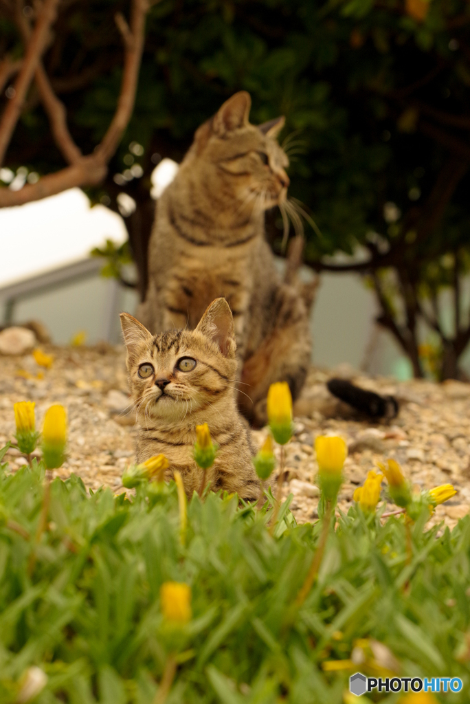 ねこ　その８９０