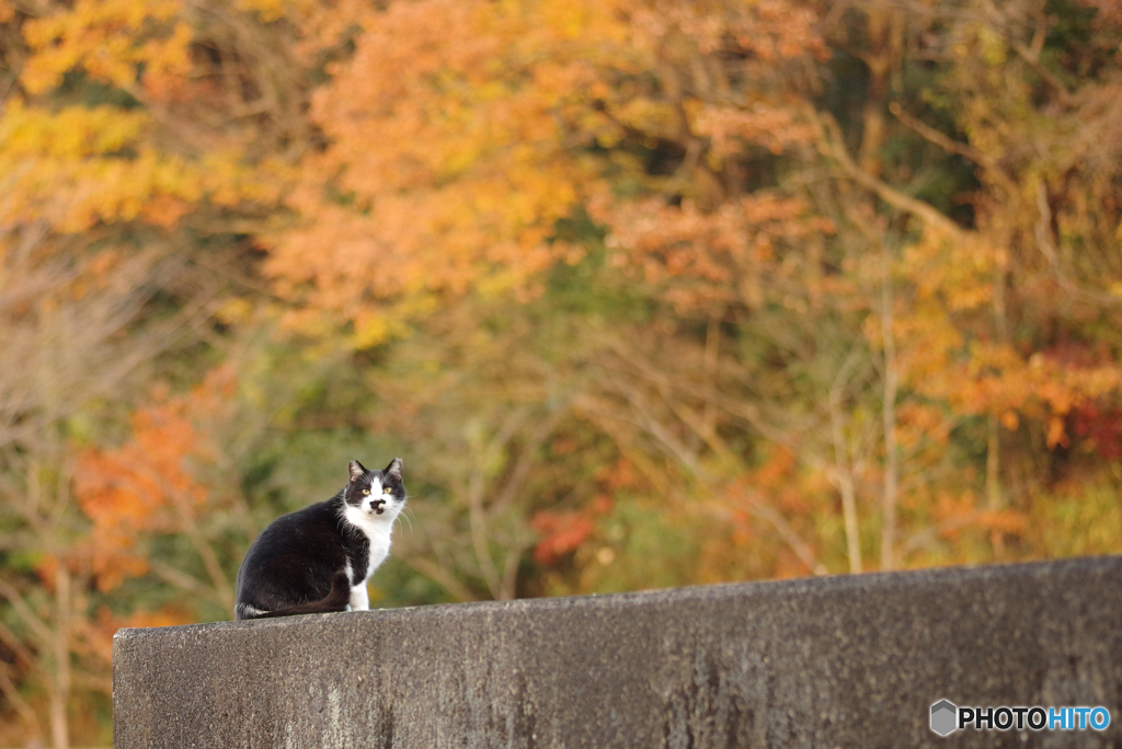 ねこ　その４１６