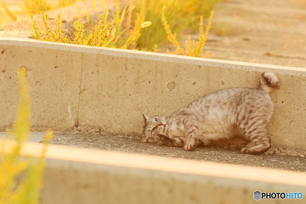 ねこ　その８１１