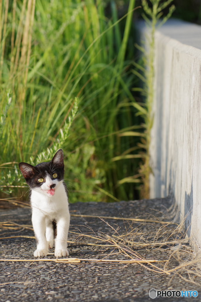 ねこ　その７９７