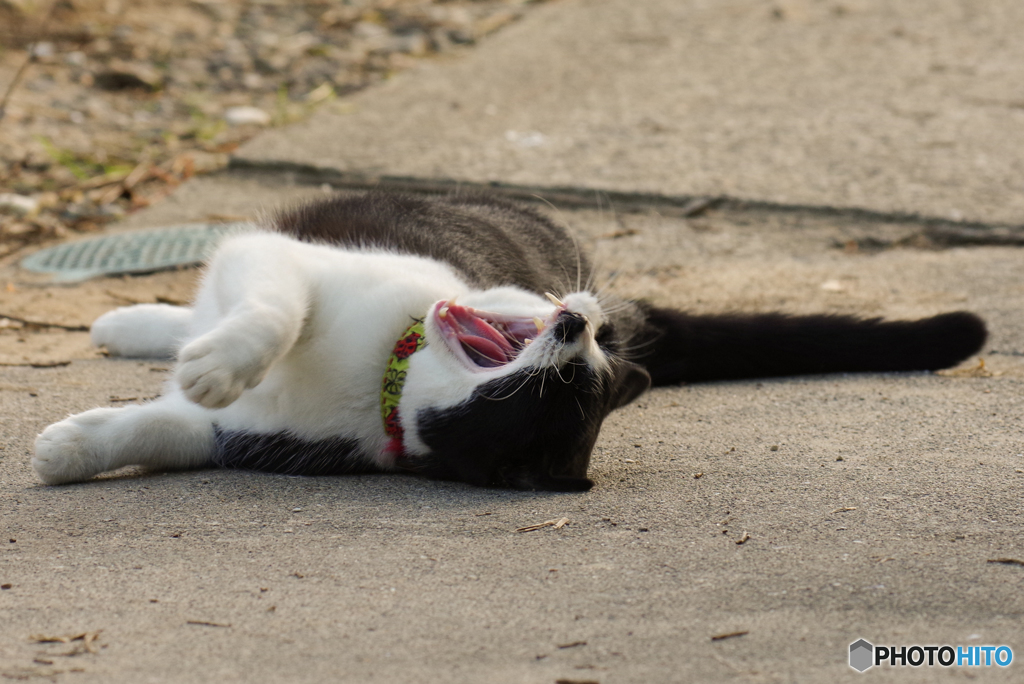 ねこ　その９４９の３