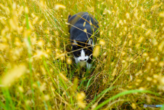 ねこ　その３１６