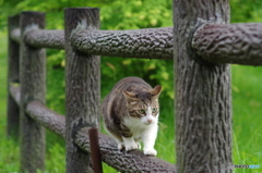 ねこ　その６５