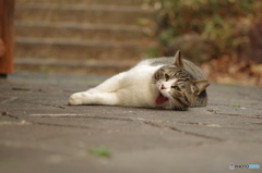 ねこ　その３７