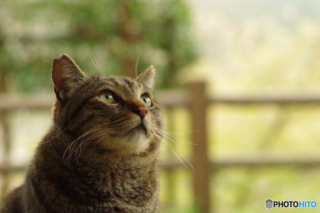 ねこ　その２９