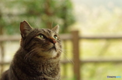 ねこ　その２９