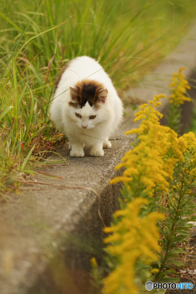 ねこ　その９０８