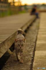 ねこ　その７７８