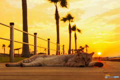 ねこ　その７５６