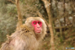 高崎山の赤顔猿