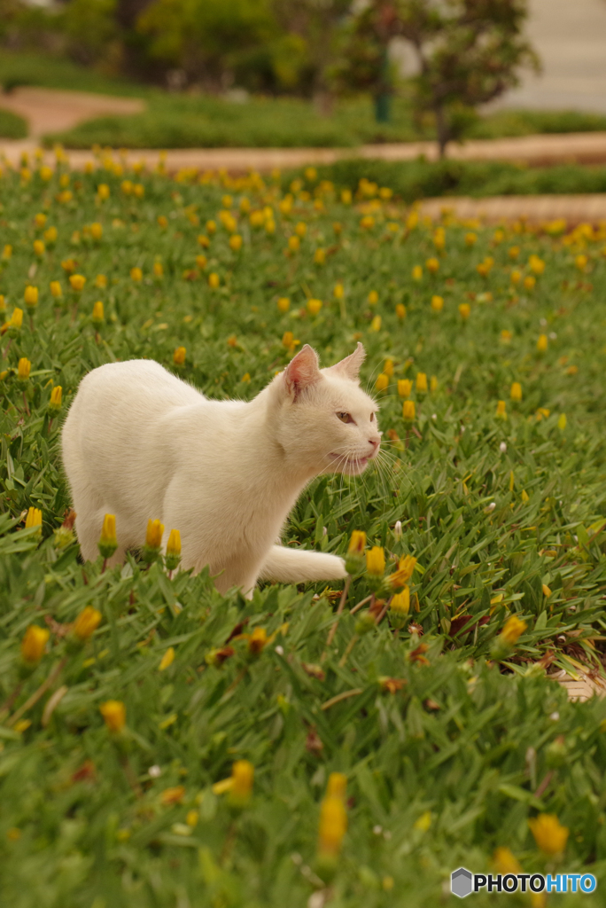 ねこ　その８８０