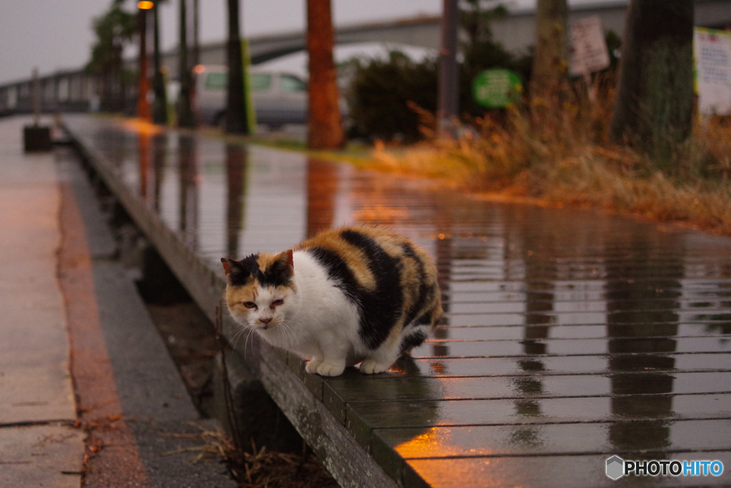 ねこ　その１０２３