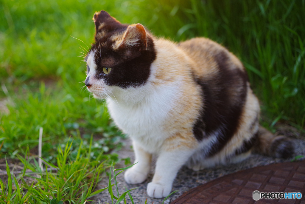 ねこ　その５８３