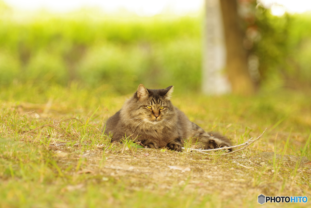 ねこ　その９８８