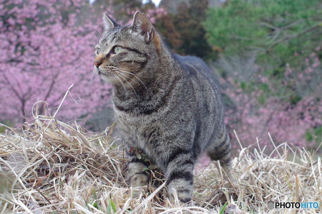 ねこ　その１４