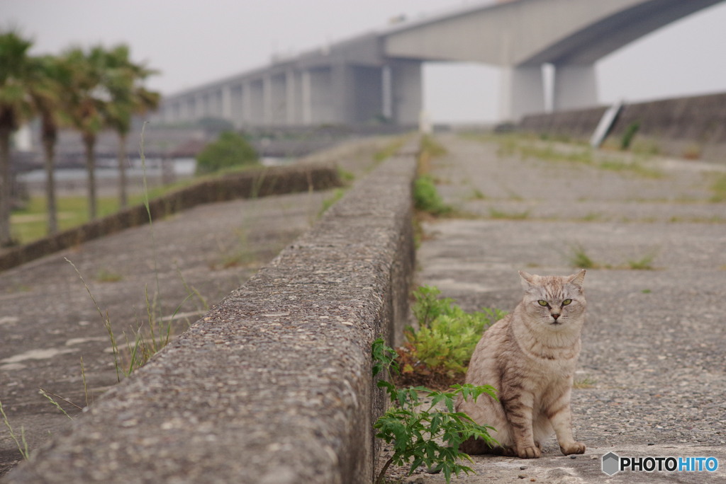 ねこ　その６３７