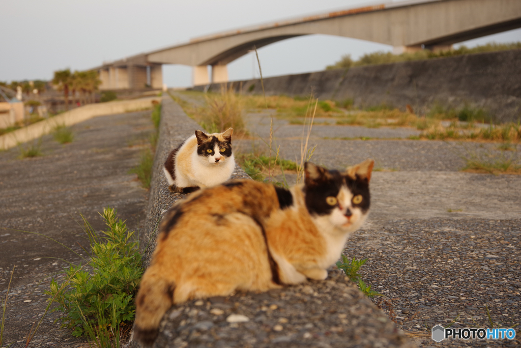 ねこ　その６１７