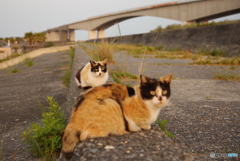 ねこ　その６１７