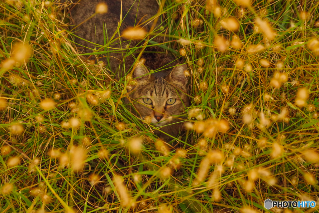 ねこ　その２８２