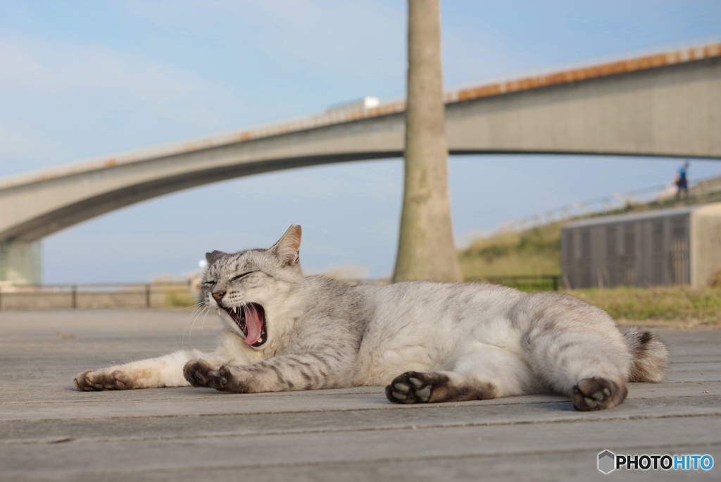 ねこ　その７１９