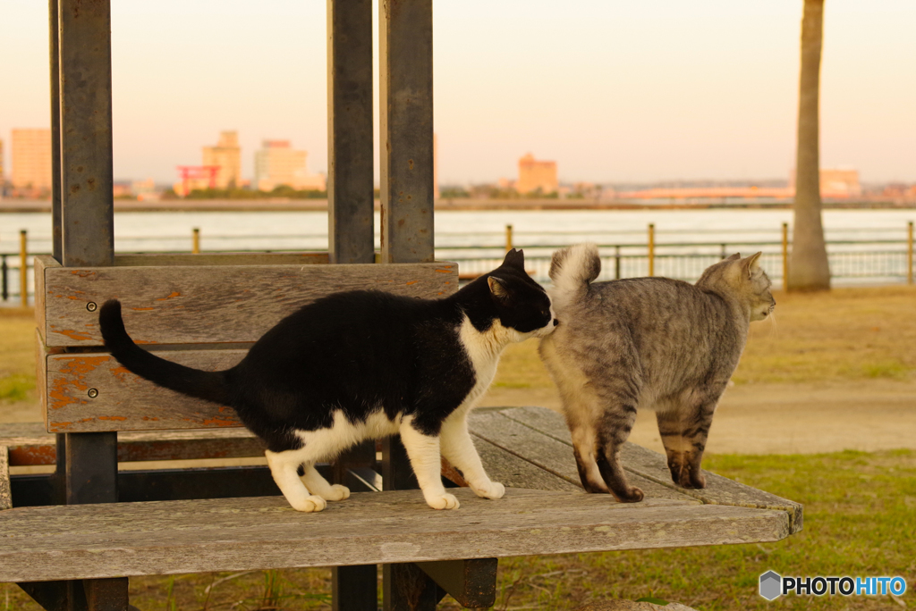 ねこ　その９７４