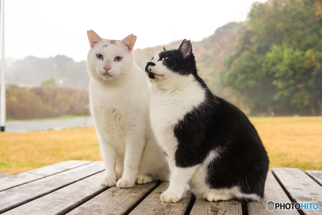 ねこ　その４００