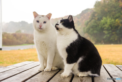 ねこ　その４００