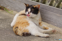 ねこ　その６７５